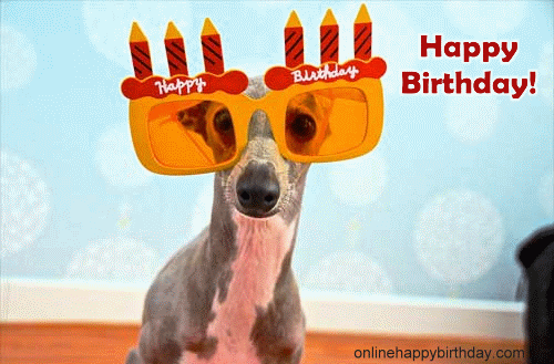 cute-dog-with-big-glasses.gif